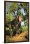 Chimpanzee-DLILLC-Framed Photographic Print