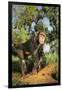 Chimpanzee-DLILLC-Framed Photographic Print