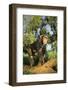 Chimpanzee-DLILLC-Framed Photographic Print