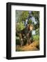 Chimpanzee-DLILLC-Framed Photographic Print