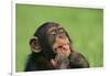 Chimpanzee-DLILLC-Framed Photographic Print