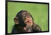 Chimpanzee-DLILLC-Framed Photographic Print