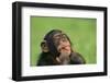 Chimpanzee-DLILLC-Framed Photographic Print