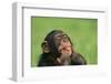 Chimpanzee-DLILLC-Framed Photographic Print