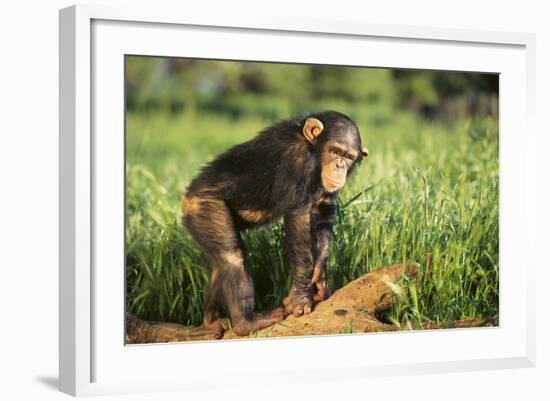 Chimpanzee-DLILLC-Framed Photographic Print