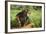 Chimpanzee-DLILLC-Framed Photographic Print