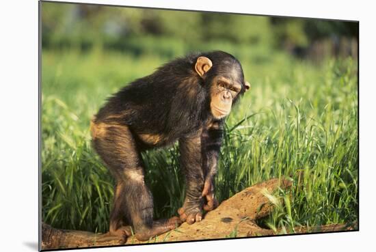 Chimpanzee-DLILLC-Mounted Photographic Print