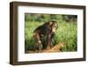 Chimpanzee-DLILLC-Framed Photographic Print