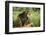 Chimpanzee-DLILLC-Framed Photographic Print