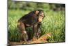 Chimpanzee-DLILLC-Mounted Photographic Print