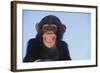 Chimpanzee-DLILLC-Framed Photographic Print