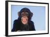 Chimpanzee-DLILLC-Framed Photographic Print