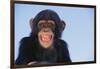 Chimpanzee-DLILLC-Framed Photographic Print