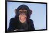 Chimpanzee-DLILLC-Framed Photographic Print