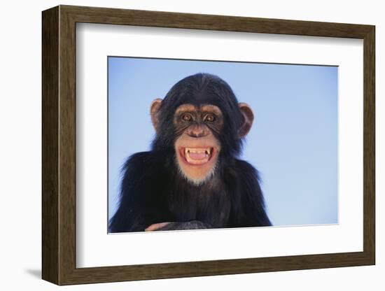 Chimpanzee-DLILLC-Framed Photographic Print