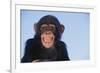 Chimpanzee-DLILLC-Framed Photographic Print