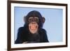 Chimpanzee-DLILLC-Framed Photographic Print