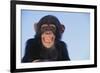 Chimpanzee-DLILLC-Framed Photographic Print