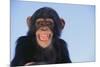 Chimpanzee-DLILLC-Mounted Photographic Print