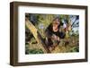 Chimpanzee-DLILLC-Framed Photographic Print