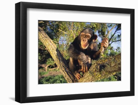 Chimpanzee-DLILLC-Framed Photographic Print