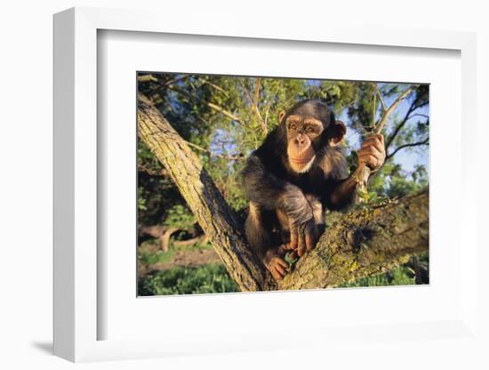 Chimpanzee-DLILLC-Framed Photographic Print