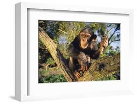 Chimpanzee-DLILLC-Framed Photographic Print