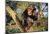 Chimpanzee-DLILLC-Mounted Photographic Print