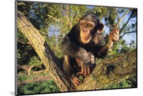 Chimpanzee-DLILLC-Mounted Photographic Print