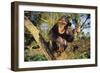 Chimpanzee-DLILLC-Framed Photographic Print