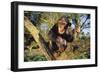 Chimpanzee-DLILLC-Framed Photographic Print