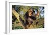 Chimpanzee-DLILLC-Framed Photographic Print