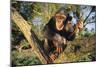 Chimpanzee-DLILLC-Mounted Photographic Print