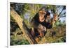 Chimpanzee-DLILLC-Framed Photographic Print