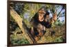 Chimpanzee-DLILLC-Framed Photographic Print