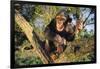 Chimpanzee-DLILLC-Framed Photographic Print