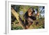 Chimpanzee-DLILLC-Framed Photographic Print