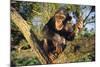 Chimpanzee-DLILLC-Mounted Photographic Print