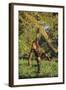 Chimpanzee-DLILLC-Framed Photographic Print