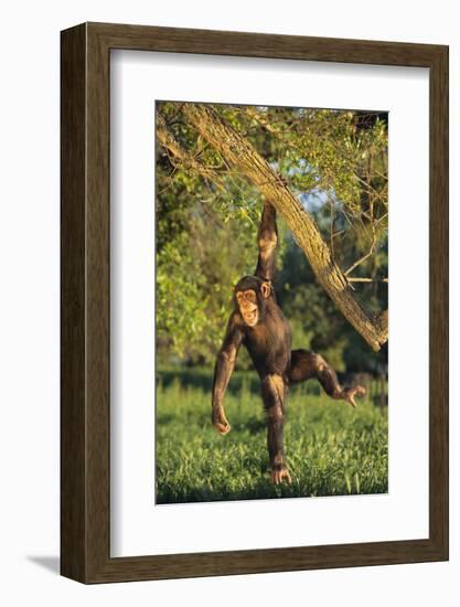 Chimpanzee-DLILLC-Framed Photographic Print