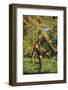 Chimpanzee-DLILLC-Framed Photographic Print