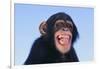 Chimpanzee-DLILLC-Framed Photographic Print