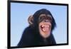 Chimpanzee-DLILLC-Framed Photographic Print