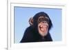 Chimpanzee-DLILLC-Framed Photographic Print