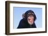 Chimpanzee-DLILLC-Framed Photographic Print