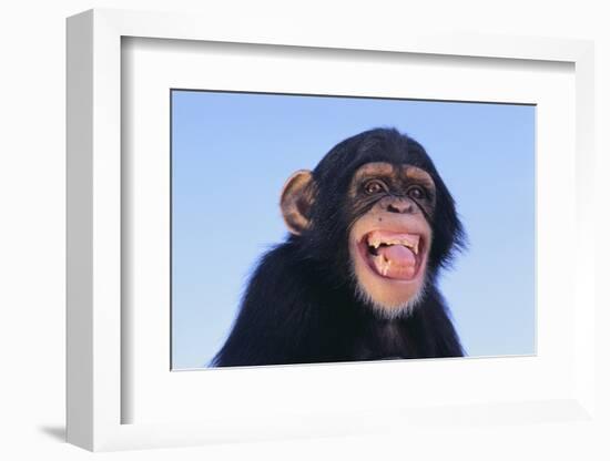 Chimpanzee-DLILLC-Framed Photographic Print