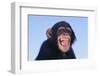 Chimpanzee-DLILLC-Framed Photographic Print