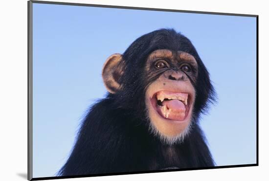 Chimpanzee-DLILLC-Mounted Photographic Print