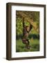 Chimpanzee-DLILLC-Framed Photographic Print