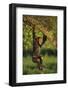 Chimpanzee-DLILLC-Framed Photographic Print